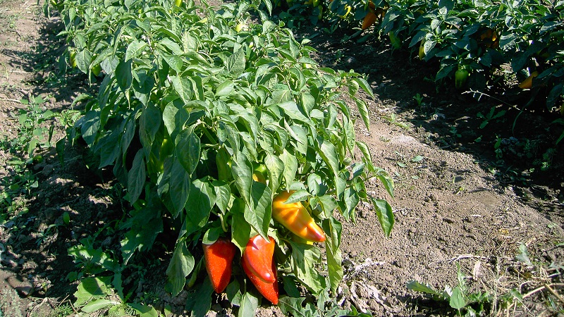Instructions for growing delicious peppers