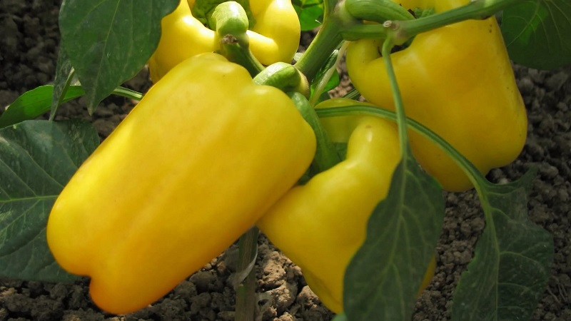 Instructions for growing delicious peppers