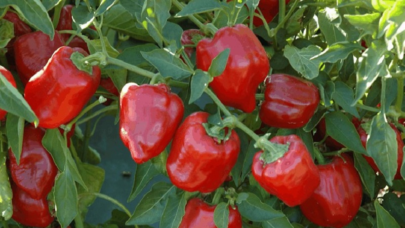Instructions for growing delicious peppers