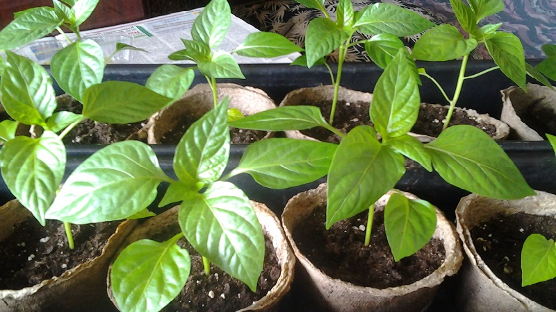 Instructions for growing delicious peppers