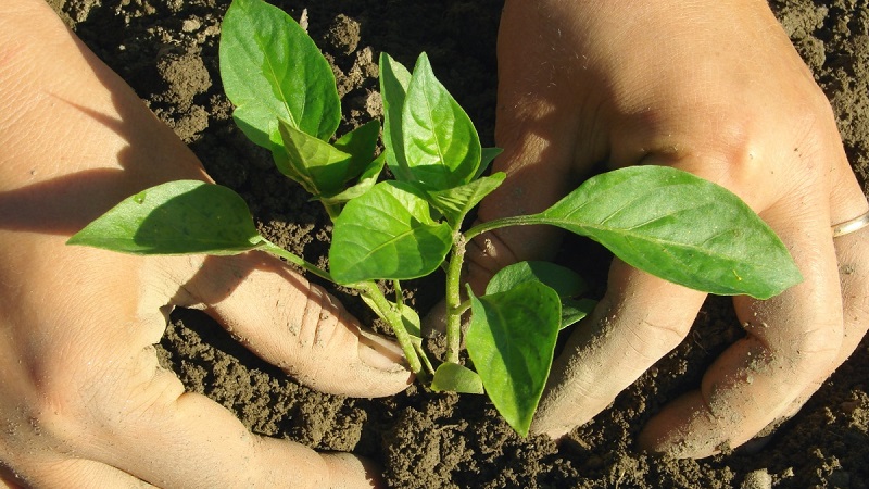 Instructions for growing delicious peppers