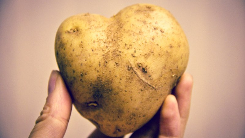 The history of the origin and distribution of potatoes: where the potatoes come from and how they gained their popularity