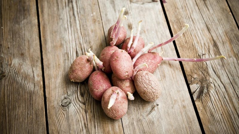 How and from what to sprout potatoes before planting