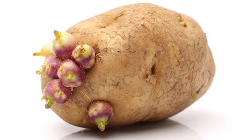 How and from what to sprout potatoes before planting