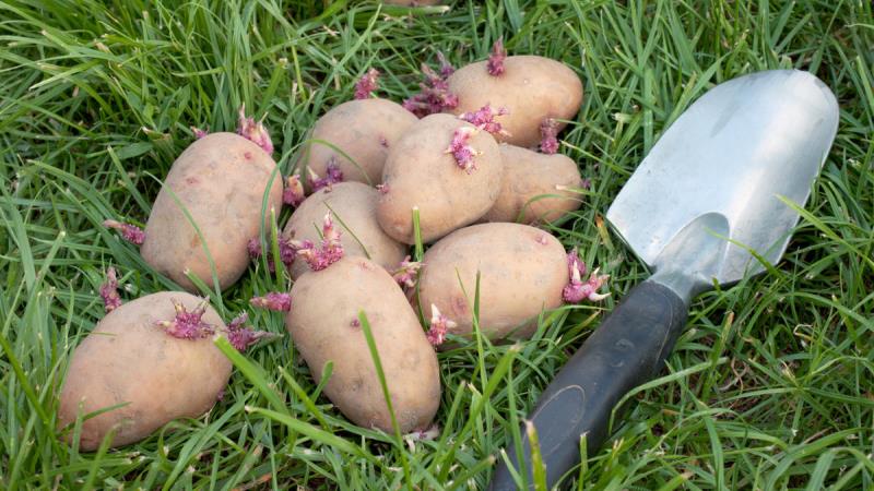 How and from what to sprout potatoes before planting