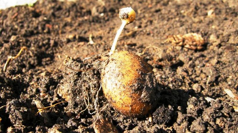 How and from what to sprout potatoes before planting