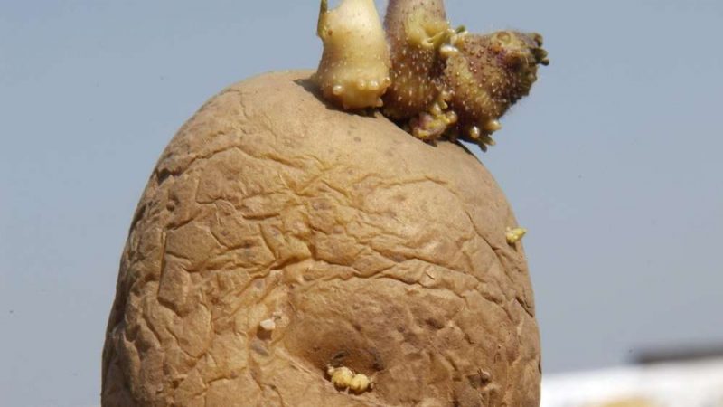 How and from what to sprout potatoes before planting