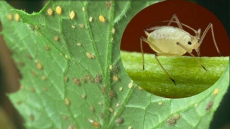 How to deal with aphids on cucumbers: the best folk remedies