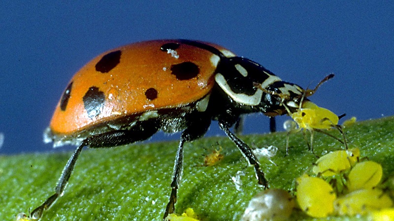 How to deal with aphids on cucumbers: the best folk remedies