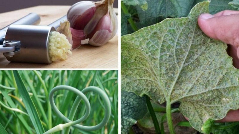 How to deal with aphids on cucumbers: the best folk remedies