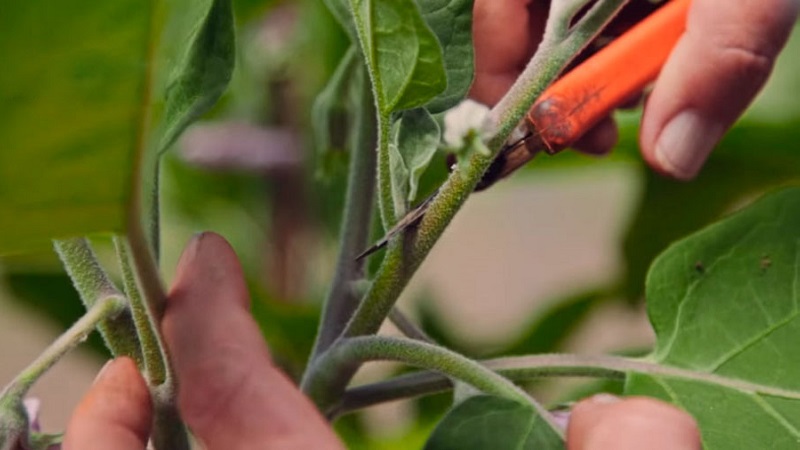 How to form eggplants in a greenhouse correctly: instructions for beginner gardeners