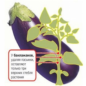How to form eggplants in a greenhouse correctly: instructions for beginner gardeners