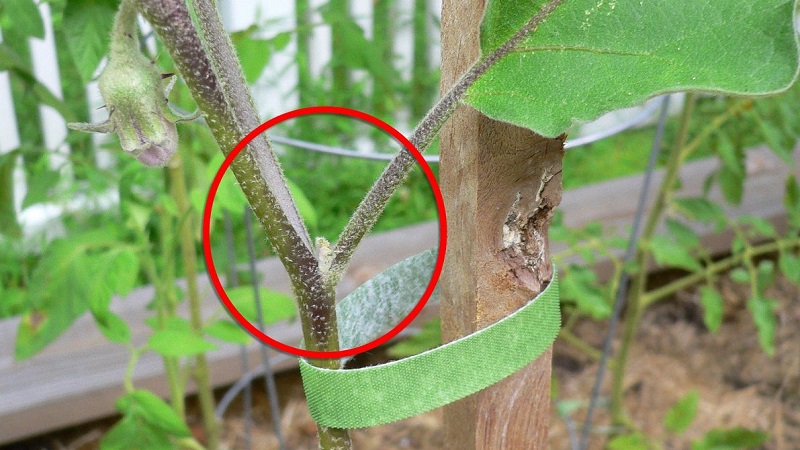How to form eggplants in a greenhouse correctly: instructions for beginner gardeners
