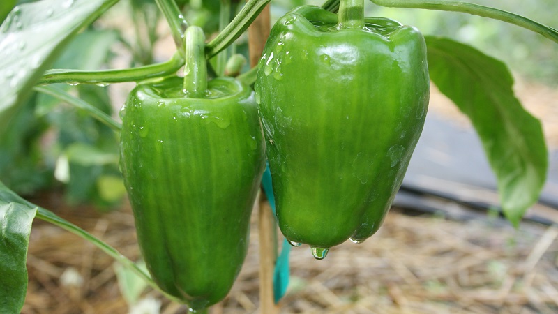 How and what to feed peppers in a greenhouse in August: the best fertilizers and recommendations for their introduction