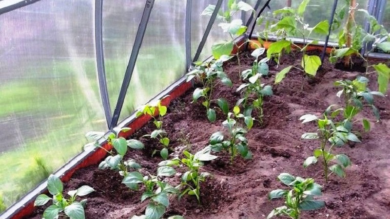 How and what to feed peppers in a greenhouse in August: the best fertilizers and recommendations for their introduction