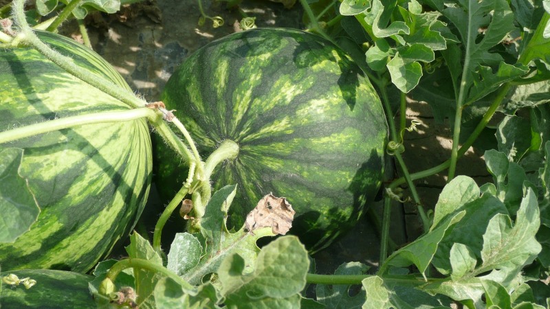 How, when and how to feed watermelons to get a stunning sweet harvest