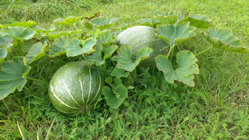 How, when and how to feed watermelons to get a stunning sweet harvest