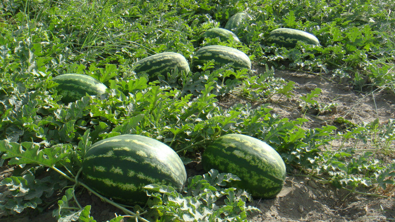 How, when and how to feed watermelons to get a stunning sweet harvest