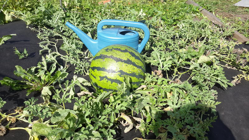 How, when and how to feed watermelons to get a stunning sweet harvest