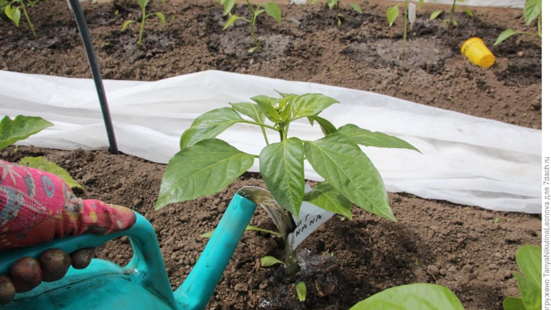 How to water pepper in the open field correctly: instructions with advice from experienced gardeners