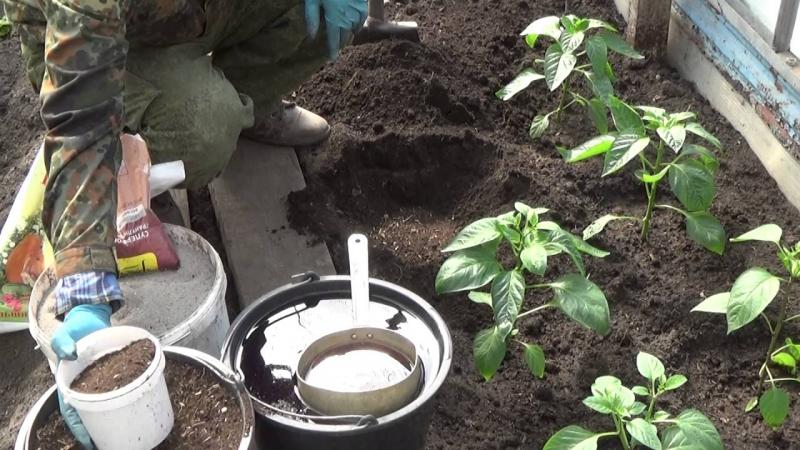 How to water pepper in the open field correctly: instructions with advice from experienced gardeners