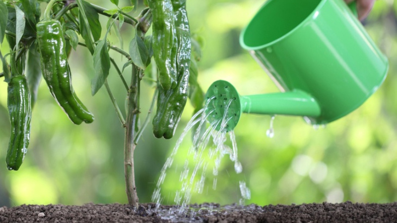 How to water pepper in the open field correctly: instructions with advice from experienced gardeners