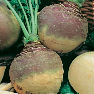 How to get a good harvest of rutabagas: growing and caring according to the instructions for beginners