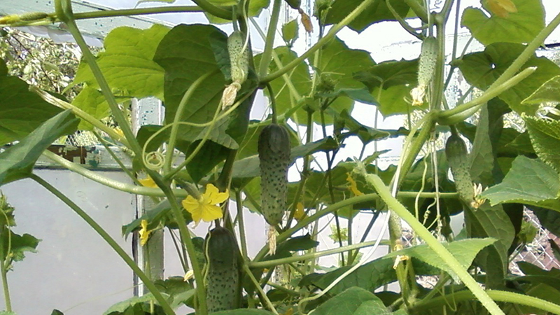 How to plant cucumbers in July in a greenhouse and is it possible to do it