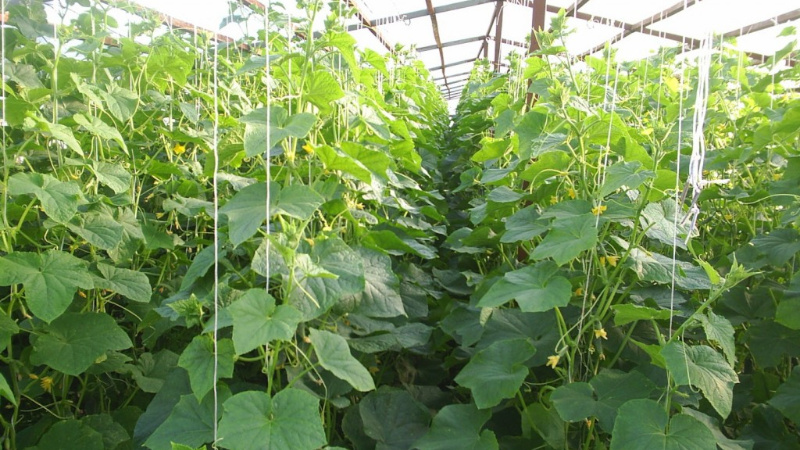 How to plant cucumbers in July in a greenhouse and is it possible to do it