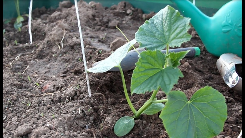 How to plant cucumbers in July in a greenhouse and is it possible to do it