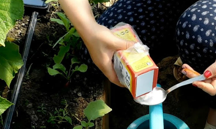 How to properly water cucumbers with soda and what benefits it will bring to the crop