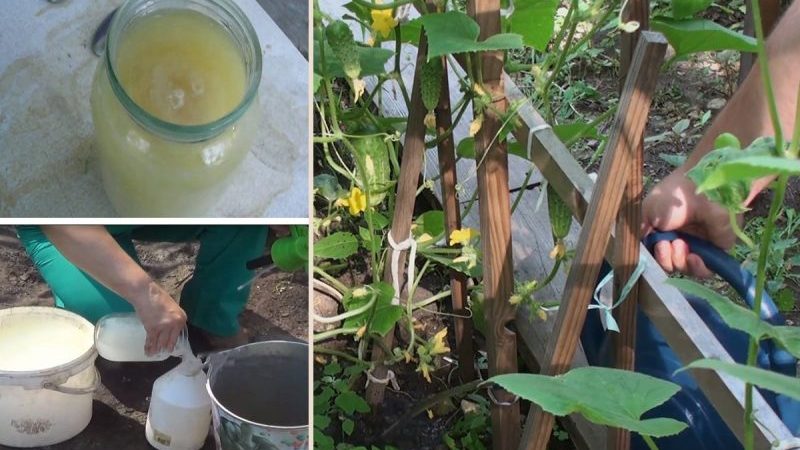 How to properly water cucumbers with soda and what benefits it will bring to the crop