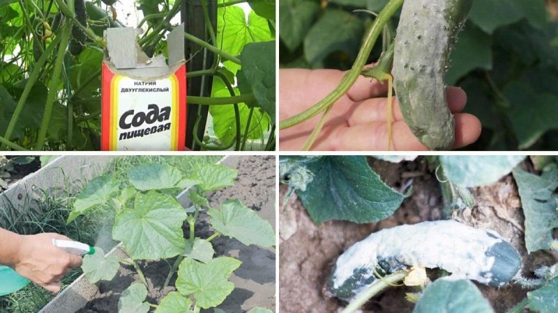 How to properly water cucumbers with soda and what benefits it will bring to the crop