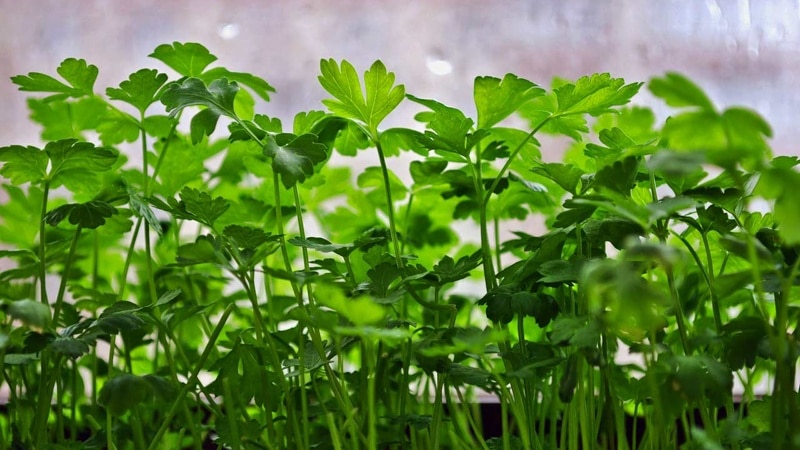 Parsley - description, cultivation, photo