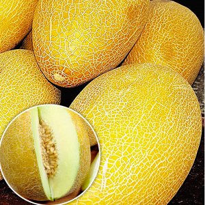 How to choose the tastiest and sweetest melon