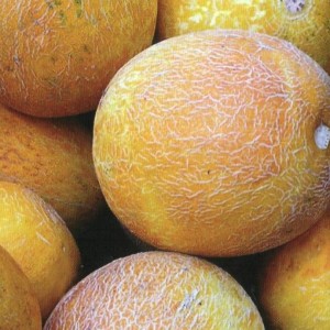 How to choose the tastiest and sweetest melon