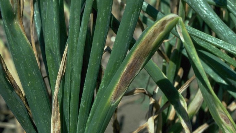 What are the diseases of onions and how to deal with them