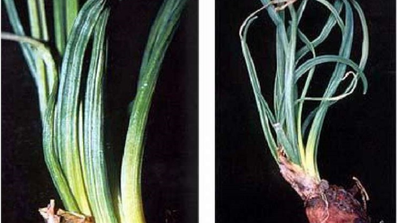 What are the diseases of onions and how to deal with them
