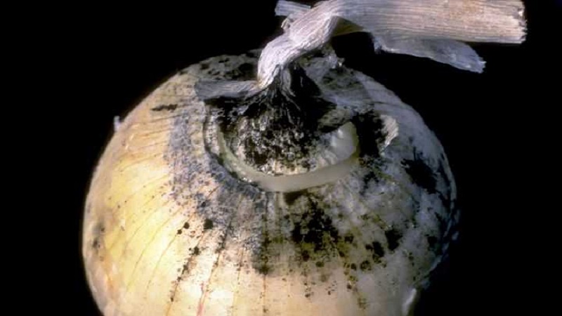 What are the diseases of onions and how to deal with them