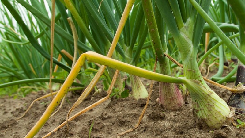 What are the diseases of onions and how to deal with them