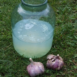What are the diseases of onions and how to deal with them
