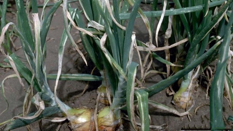 What are the diseases of onions and how to deal with them
