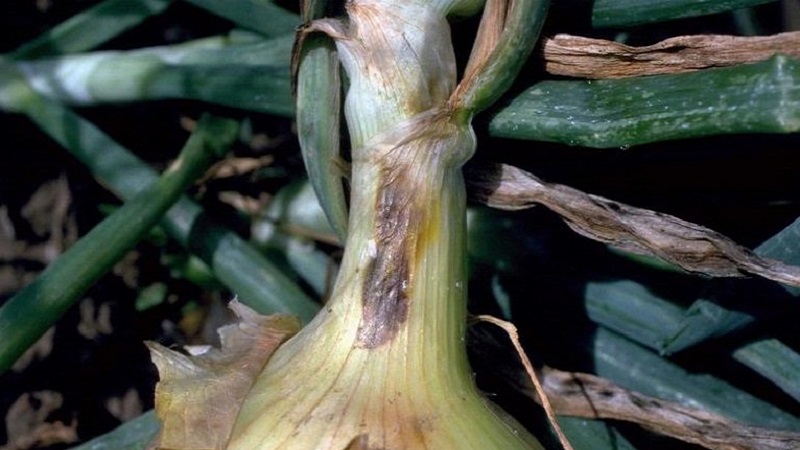 What are the diseases of onions and how to deal with them