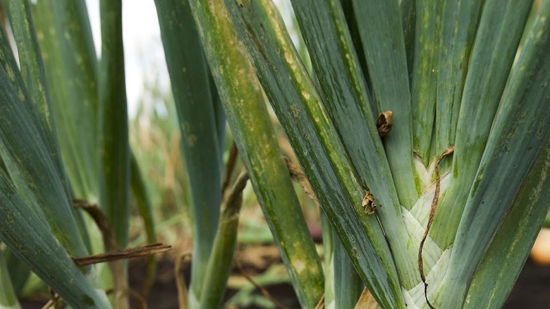 What are the diseases of onions and how to deal with them