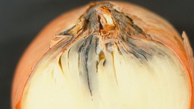 What are the diseases of onions and how to deal with them