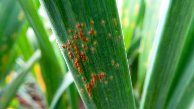 What are the diseases of onions and how to deal with them