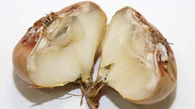 What are the diseases of onions and how to deal with them