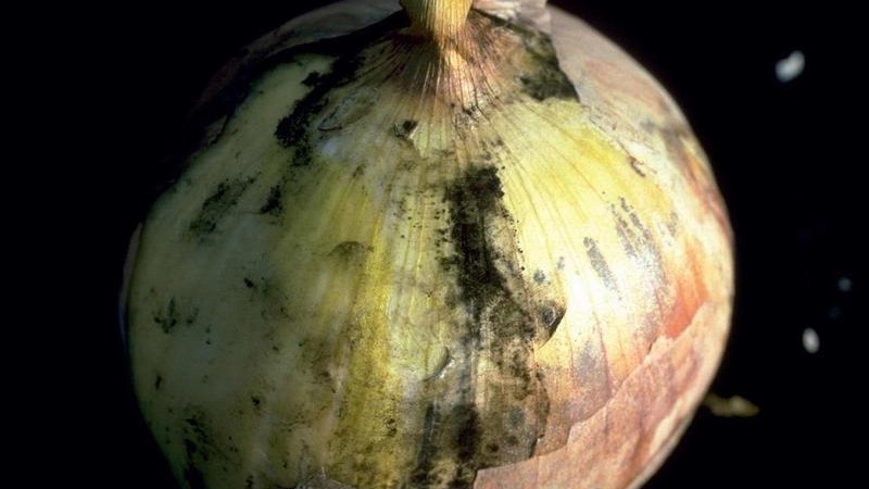 What are the diseases of onions and how to deal with them
