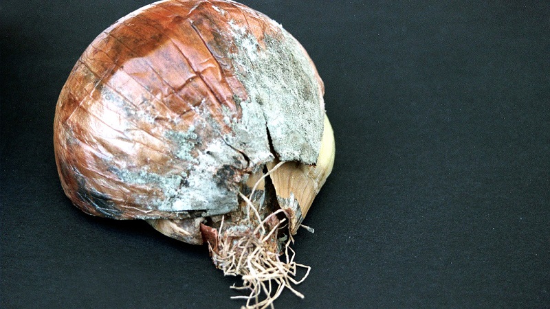 What are the diseases of onions and how to deal with them
