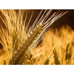 What are the varieties of rye: sowing, winter and other varieties